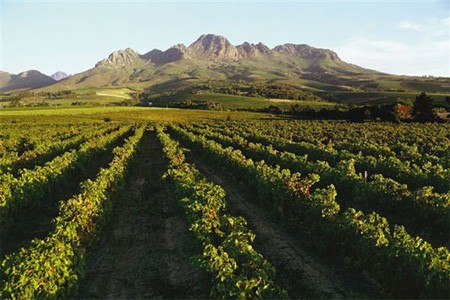 vines-south-africa.jpg